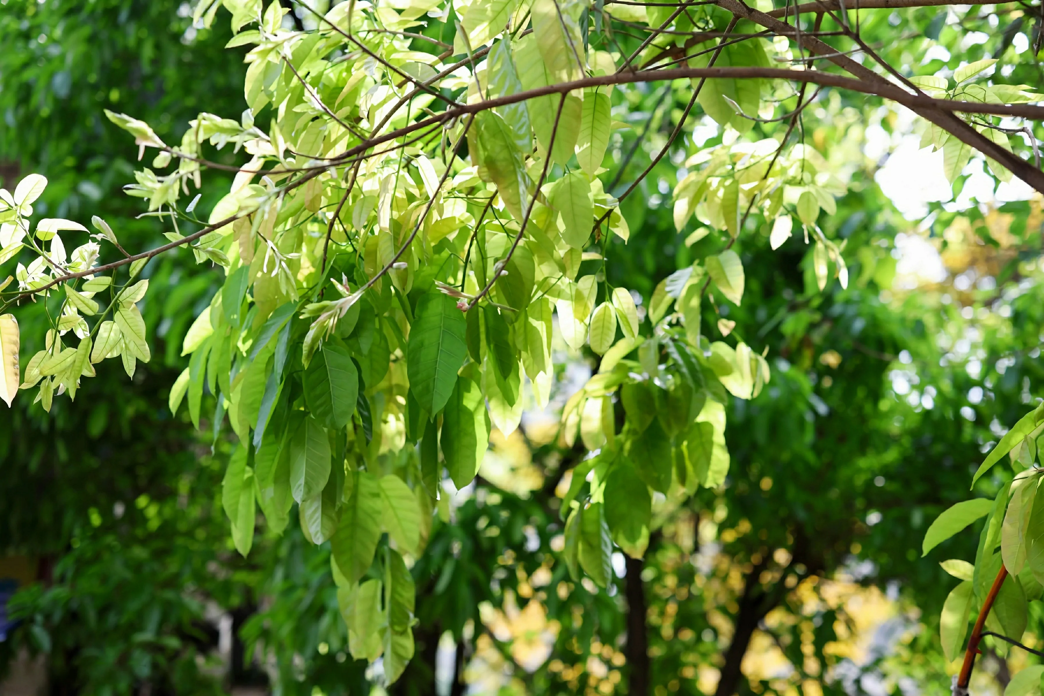  XiuRen 秀人 No.10247 茂木希子 [80P]第5张