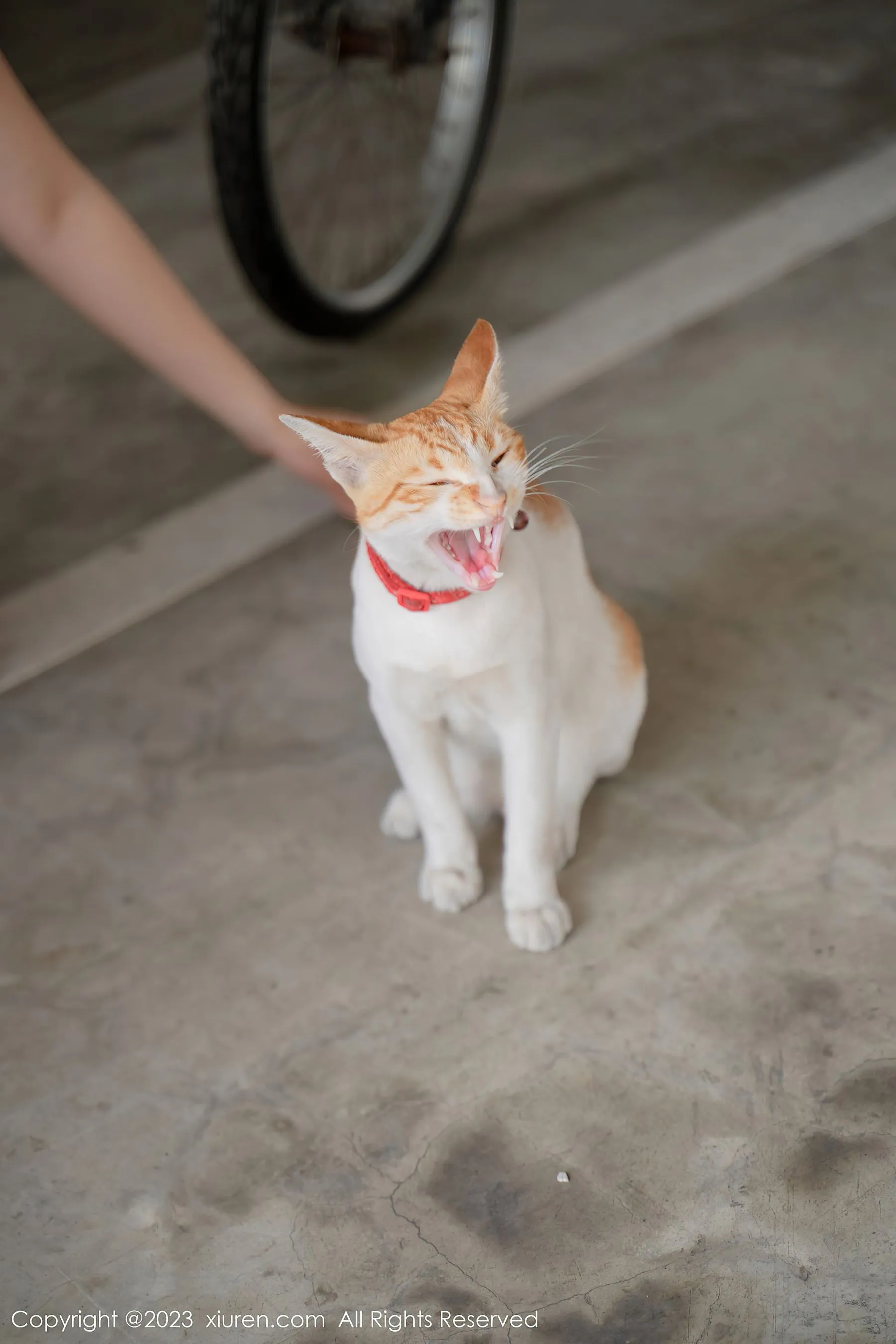  秀人网 No.6798 艾希儿 清爽美腿第20张